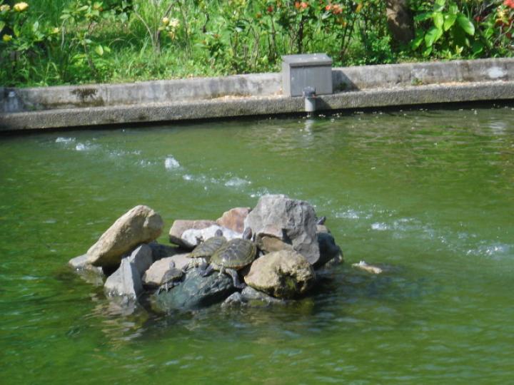 河池水內,,有龜龜在！...