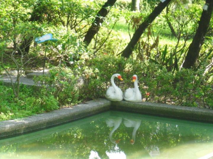 有對白鵝在,,公園池邊！...
