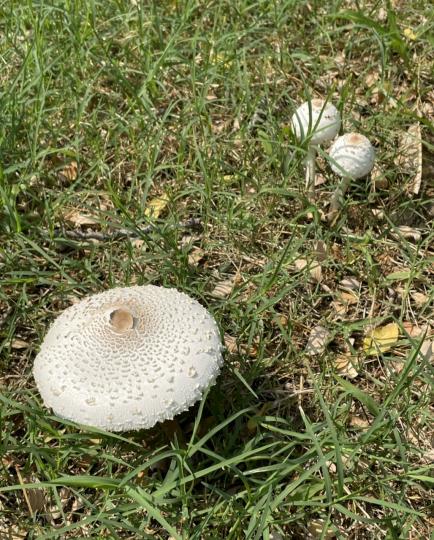 路邊草地發現圖案精緻的大野菇，還有小的未開傘似珍寶珠...
