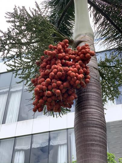 紅椰子樹長出很多果子...