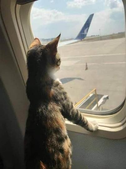 猫咪都好想去旅行.......