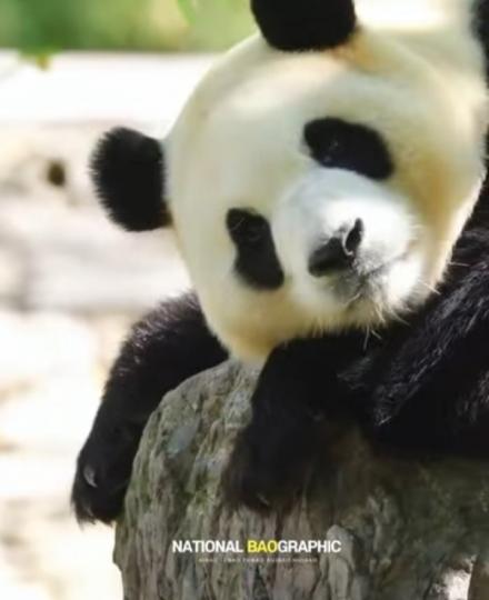 看看福宝的神顔！又美又乖的小公主...