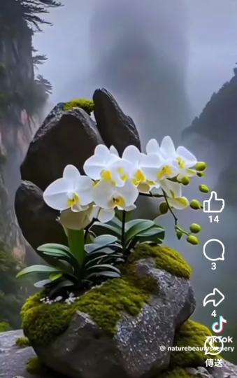 遠离煩囂生長的漂亮花朵...