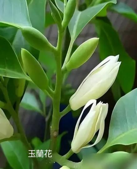 它開花比茉莉花还香被称為香味之王...