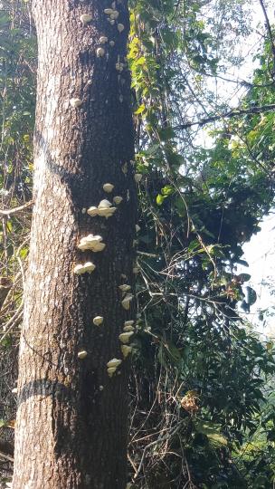 大埔郊遊徑 
樹莖長了很多不知明菇菇...