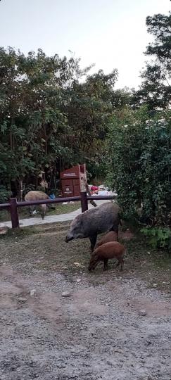 大小野豬 
在香港郊野隨時可遇見...