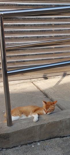 貓貓躺平在路邊
悠然自得...