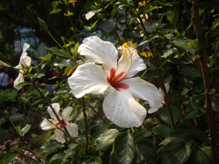 〈花呢花LOOK〉賞花圖片分享
盛開的花朵生機盎然 是春天的氣息 
拍攝地點 :馬鞍山一小園圃內...