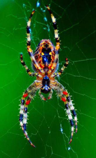 系世界最美麗的七彩
蜘蛛,在澳大利亞和
印度都有發現...