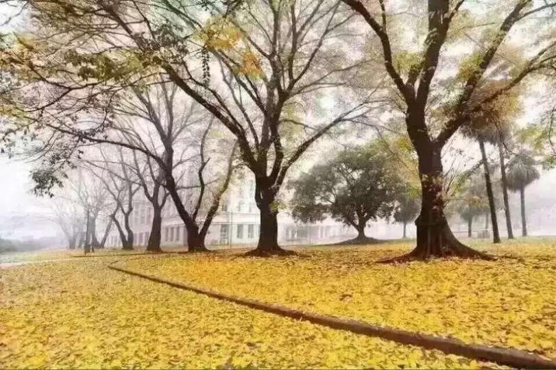 金黃色的樹葉舖滿路上，很美！...