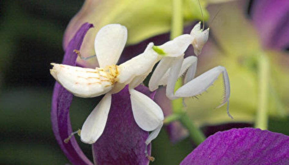 昆蟲界明星：蘭花螳螂
它是螳螂屬的一種,主要
生活在馬來西亞和印度
尼西亞的熱帶雨林,身長
約7cm,有白色和粉紅色。...