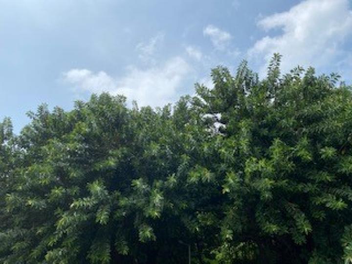 大松樹

圓玄學院內有兩棵生長得非常茂盛的大松樹，要用吊臂車去修剪樹枝。...