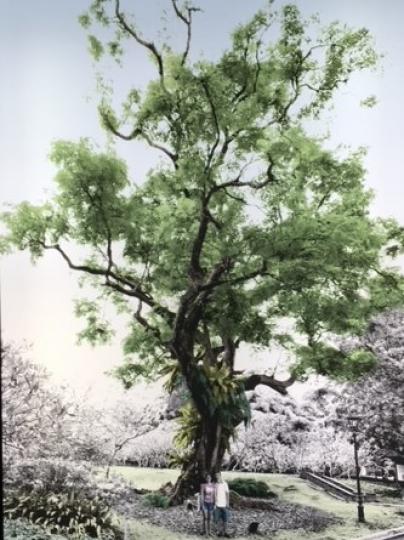 星加坡博物館
星加坡博物館陳展出這棵百年老樹的照片，十分珍貴。...