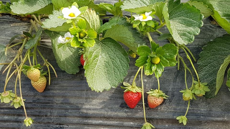 種植草莓
在選擇種植草莓的時候，可以使用草莓的種子來種植。因為它的種子細小，需要先放在冰箱裡面，冷藏一段時間以後，再換沙子和土壤，他發芽和生長的過程相當緩慢。正常情況下，我們都會選擇用草莓苗或者是他原...