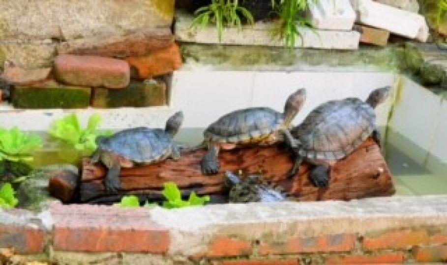 三隻烏龜

拍友把握機會拍到三隻烏龜有序地排好隊。...