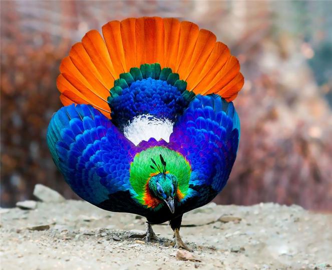 棕尾虹雉又名九色鳥，
雄鳥非常美麗,頭頂有
一族藍緑羽冠,身披彩
它羽毛,紅棕色尾巴象
一把美麗扇子,分布在
中國西藏和尼泊爾等
地，它是尼泊爾國鳥。...