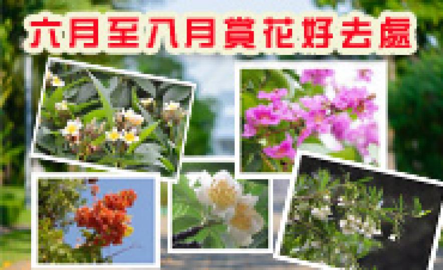 20170609_lcsd_summer_flower(185).jpg 20170609_lcsd_summer_flower(185).jpg