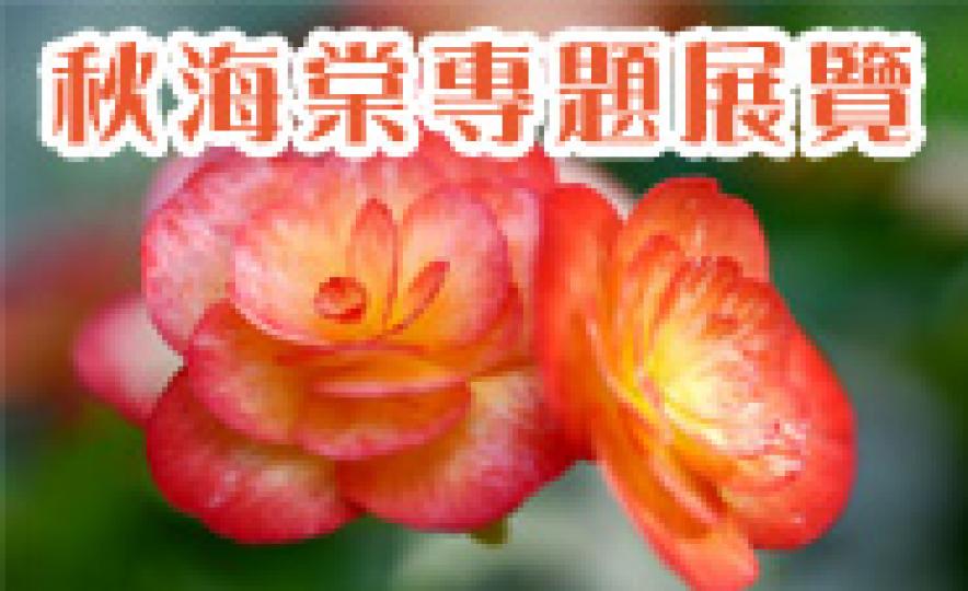 20171211_lcsd_begonias(185).jpg 20171211_lcsd_begonias(185).jpg