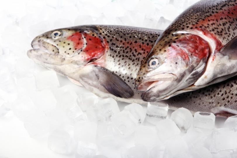 魚類樣本驗出2019冠狀病毒病病毒 – 該擔心嗎？