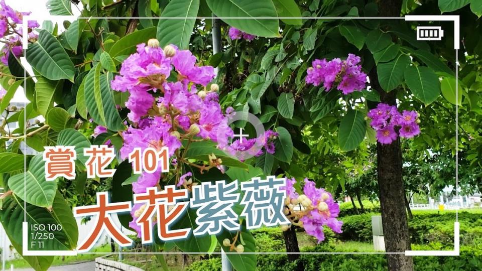 【賞花101】大花紫薇
