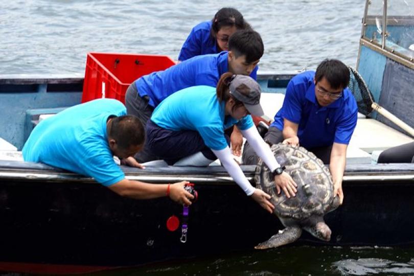 綠海龜重回大海 綠海龜重回大海