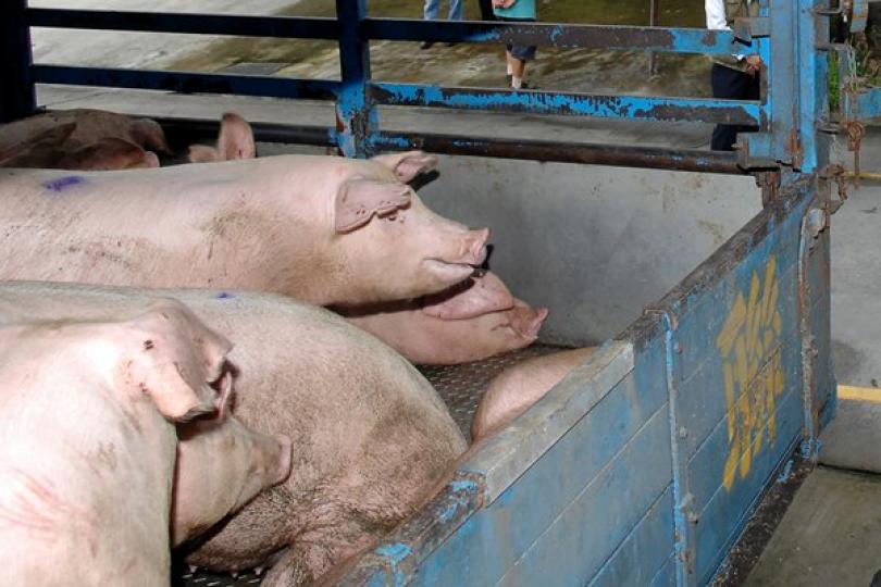 陳肇始網誌談應對非洲豬瘟 陳肇始網誌談應對非洲豬瘟