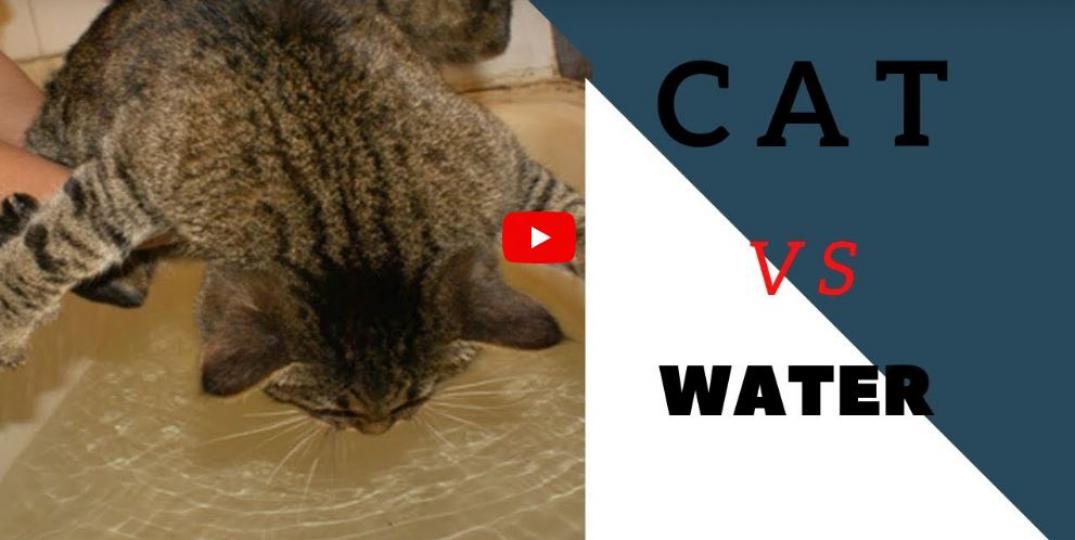 【趣怪動物】貓貓VS水