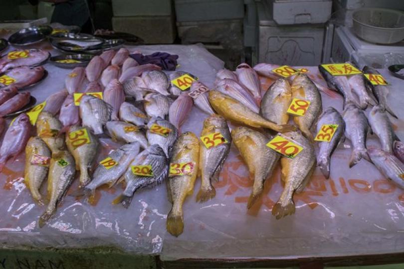 抗疫基金活海魚商資助陸續發放 抗疫基金活海魚商資助陸續發放