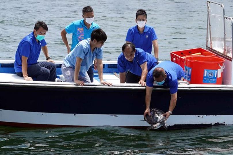 漁護署放流七隻綠海龜 漁護署放流七隻綠海龜