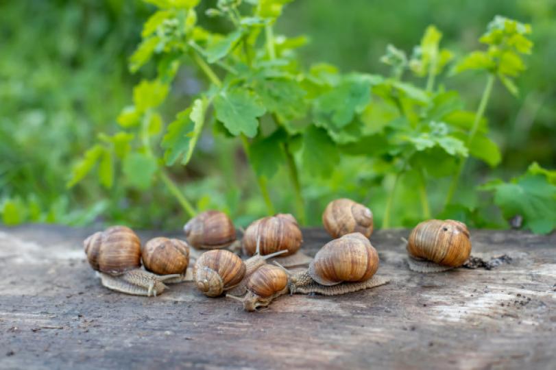 【野生蝸牛🐌 切勿進食！】