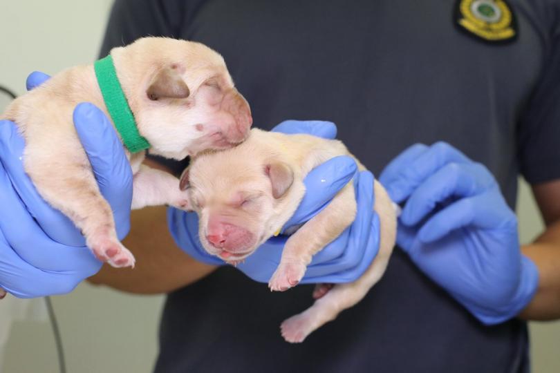 海關首度成功繁殖搜查犬 海關首度成功繁殖搜查犬
