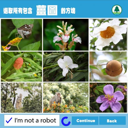 【香港的薑科植物知多少】 【香港的薑科植物知多少】
