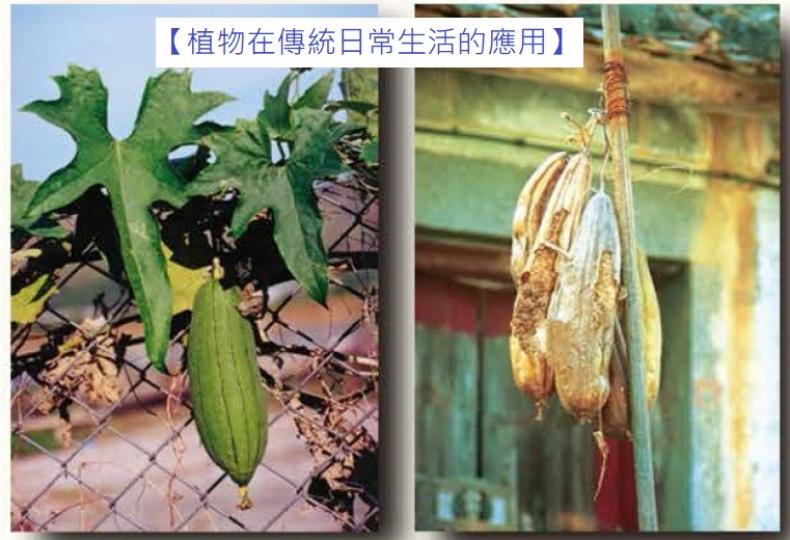 【植物在傳統日常生活的應用】 【植物在傳統日常生活的應用】