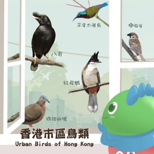 【我們的好鄰居 – 市區雀鳥】 【我們的好鄰居 – 市區雀鳥】