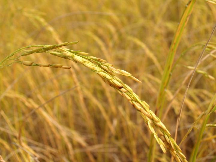 【健康焦點】熱天宜吃瓜治鼻敏感|認識小兒驚厥正確急救法|智能居家安老 【健康焦點】熱天宜吃瓜治鼻敏感|認識小兒驚厥正確急救法|智能居家安老