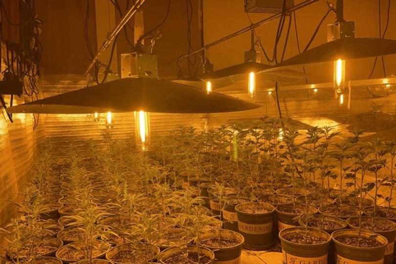 海關破歷來最大宗大麻栽植場案 海關破歷來最大宗大麻栽植場案