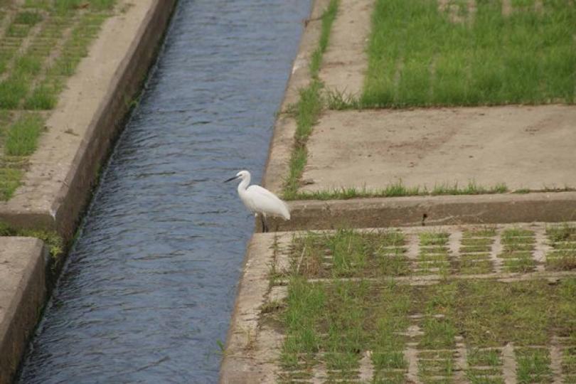 元朗排水繞道助減水浸風險 元朗排水繞道助減水浸風險
