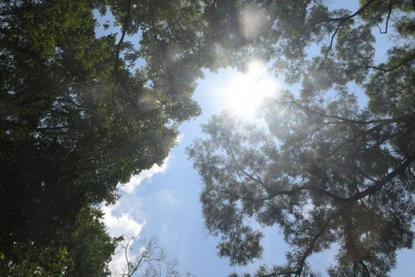 4月雨量濕度均低 4月雨量濕度均低