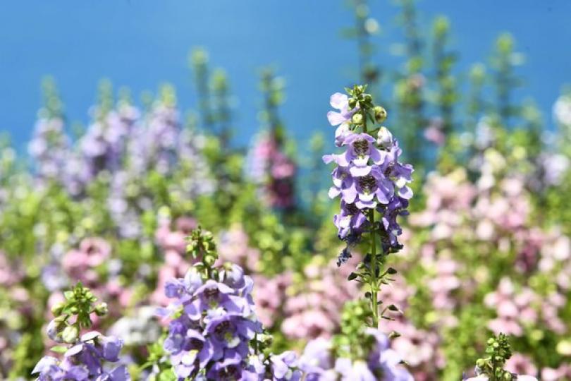 花展花卉重新栽種計劃接受申請 花展花卉重新栽種計劃接受申請