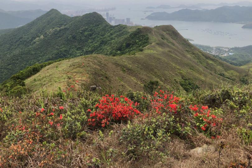 紅花嶺郊野公園成立