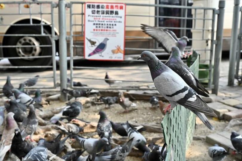 禁餵野鴿規定8月生效 禁餵野鴿規定8月生效