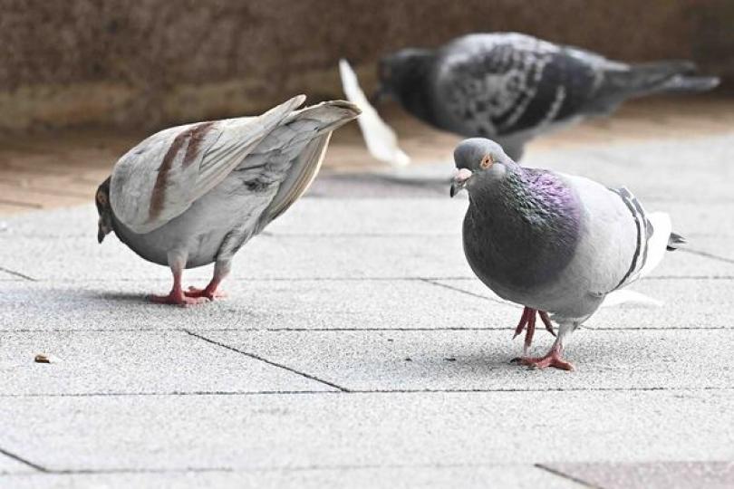 禁餵野鴿規定明日生效 禁餵野鴿規定明日生效