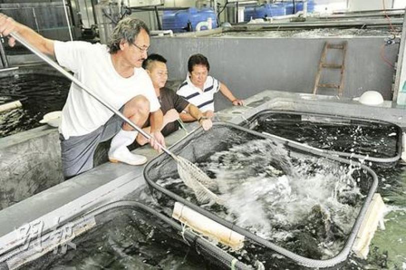 野生龍躉已瀕危絕種，本港主要靠東南亞地區供輸養殖龍躉，現在終有本地龍躉魚場。魚場經理陳家釗（圖）捧着的自家培植龍躉，魚糧是特別調製，蛋白質豐富，令魚肉鮮美。（尹錦恩攝）