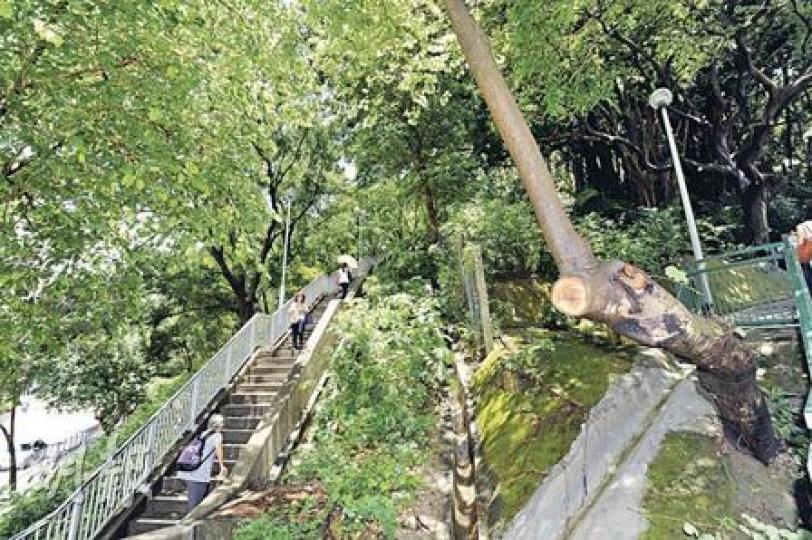 在黃大仙上邨通往行人路斜坡上,有一棵彎向行人路面逾20度的宮粉羊蹄甲(圖右),詹志勇指該樹根部被水泥覆蓋,遂不足以支撐樹身,一旦遇上巨風很易塌下,但這樹並無納入需密切監察的樹木名單上。(尹錦恩攝)記者昨日觀察維園正門的鳳凰木,發現樹根長有白色真菌(圖3),但該樹卻未有被納入需跟進的官方名單內。(余俊亮攝) 在黃大仙上邨通往行人路斜坡上,有一棵彎向行人路面逾20度的宮粉羊蹄甲(圖右),詹志勇指該樹根部被水泥覆蓋,遂不足以支撐樹身,一旦遇上巨風很易塌下,但這樹並無納入需密切監察的樹木名單上。(尹錦恩攝)記者昨日觀察維園正門的鳳凰木,發現樹根長有白色真菌(圖3),但該樹卻未有被納入需跟進的官方名單內。(余俊亮攝)