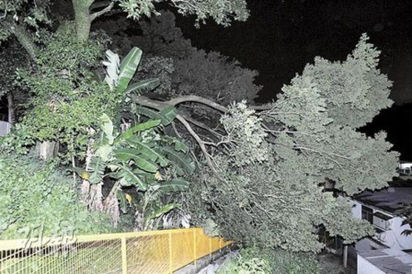 燦都逼近,荃灣川龍村3號屋對開一棵20米高大樹一段近10米長樹椏,昨傍晚6時許疑不抵風雨吹襲,斷開塌下阻塞行人路,枝葉觸及附近村屋,幸無人受傷。有關部門封路及召來吊臂工程車協助清理。(樊銳昌攝) 燦都逼近,荃灣川龍村3號屋對開一棵20米高大樹一段近10米長樹椏,昨傍晚6時許疑不抵風雨吹襲,斷開塌下阻塞行人路,枝葉觸及附近村屋,幸無人受傷。有關部門封路及召來吊臂工程車協助清理。(樊銳昌攝)