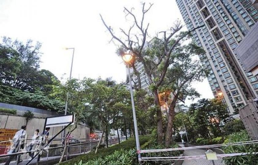 西環寶翠園管理公司原計劃昨日斬除被驗出白蟻的樟樹,但樹專家詹志勇看過管理公司聘請的樹藝師驗樹報告後,認為報告馬虎,管理公司聽勸再驗,暫停斬樹計劃。(余俊亮攝) 西環寶翠園管理公司原計劃昨日斬除被驗出白蟻的樟樹,但樹專家詹志勇看過管理公司聘請的樹藝師驗樹報告後,認為報告馬虎,管理公司聽勸再驗,暫停斬樹計劃。(余俊亮攝)