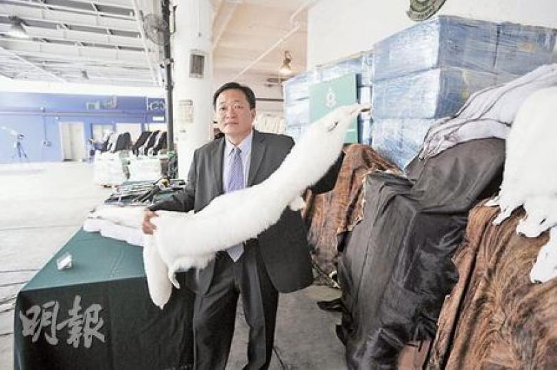 海關破獲3700萬元走私皮草案,特遣隊監督莊煒明展示較罕見的原幅白狐狸毛皮。(樊銳昌攝) 海關破獲3700萬元走私皮草案,特遣隊監督莊煒明展示較罕見的原幅白狐狸毛皮。(樊銳昌攝)