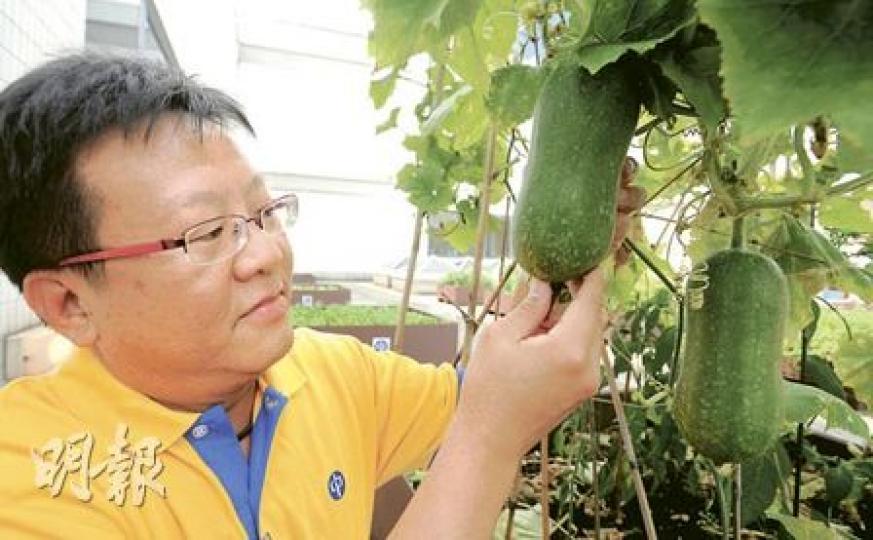 中電發電綜合服務園藝主任鄭茂和(圖)與其團隊在龍鼓灘電廠設立有機農圃,利用飯堂廚餘作肥料種植蔬果香草,他指種植節瓜約一至兩個月便可收成。(余俊亮攝)中電龍鼓灘電廠利用天台開發有機農圃,現時種有苦瓜、節瓜、香茅、臭草等超過15種香草和蔬菜。(余俊亮攝) 中電發電綜合服務園藝主任鄭茂和(圖)與其團隊在龍鼓灘電廠設立有機農圃,利用飯堂廚餘作肥料種植蔬果香草,他指種植節瓜約一至兩個月便可收成。(余俊亮攝)中電龍鼓灘電廠利用天台開發有機農圃,現時種有苦瓜、節瓜、香茅、臭草等超過15種香草和蔬菜。(余俊亮攝)