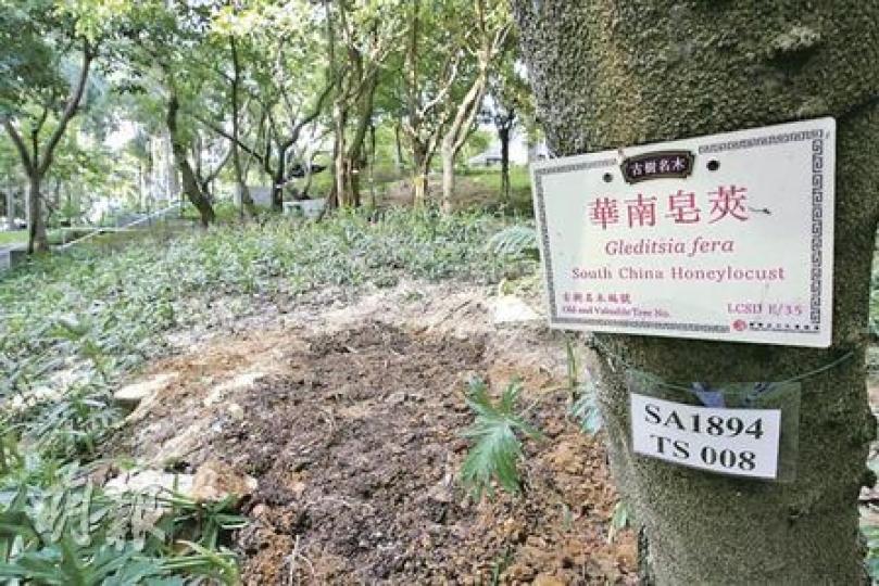 康文署移除維園一棵華南皂莢,斜坡上仍有3棵相同品種樹木。(郭慶輝攝) 康文署移除維園一棵華南皂莢,斜坡上仍有3棵相同品種樹木。(郭慶輝攝)