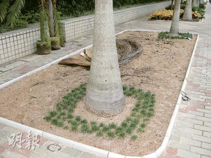 小西灣路旁的花圃近日做擴闊樹木泥土工程,令樹的生長空間「合二為一」,形成可容納兩棵樹的小型花槽(上圖)。但當局在部分花槽加種小樹及在泥土上擺放盆栽(下圖),專家指這些外來競爭者會令樹營養不良。(張景寧攝) 小西灣路旁的花圃近日做擴闊樹木泥土工程,令樹的生長空間「合二為一」,形成可容納兩棵樹的小型花槽(上圖)。但當局在部分花槽加種小樹及在泥土上擺放盆栽(下圖),專家指這些外來競爭者會令樹營養不良。(張景寧攝)